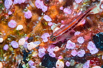 Tropical striped triplefin (Helcogramma striatum) on Pink sea squirts (Didemnidae). Derawan Islands, East Kalimantan, Indonesia.