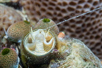 Worm snail (Vermetidae) feeding on plankton and detritis using slime net. Derawan islands, East Kalimantan, Indonesia.
