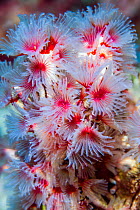 Delicate tube worm (Filogranella elatensis). Derawan Islands, East Kalimantan, Indonesia.
