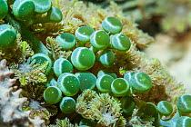 Green algae (Chlorophyta), close up. Derawan Islands, East Kalimantan, Indoneisa.