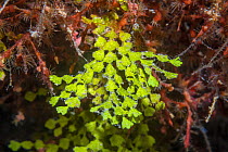 Green algae (Halimeda sp). Derawan Islands, East Kalimantan, Indoneisa.