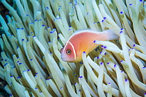Pink anemonefish (Amphiprion perideraion). Derawan Islands, East Kalimantan, Indonesia.