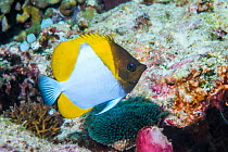Pyramid butterflyfish (Hemitaurichthys polylepis) in coral reef Derawan Islands, East Kalimantan, Indonesia.
