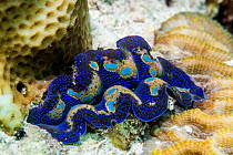 Giant clam (Tridacna sp) mantle. Derawan Island, East Kalimantan, Indonesia.