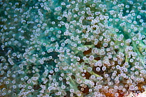 Frogspawn coral (Fimbriaphyllia). Derawan Islands, East Kalimantan, Indonesia.