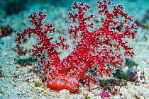 Soft coral (Alcyonacea). Derawan Islands, East Kalimantan, Indonesia.
