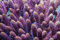 Stony coral (Acropora millepora)  Derawan Islands, East Kalimantan, Indonesia.  Indo-West Pacific.