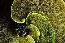 A Giant clam (Tridacna gigas) surrounded by Lettuce coral (Turbinaria reniformis), Kosrae, Micronesia.