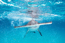 A Great hammerhead shark (Sphyrna mokarran) swimming towards the camera, Bimini, Bahamas.