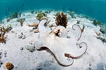 Common octopus (Octopus vulgaris) hunting over sand and coral seabed off Eleuthera, Bahamas.