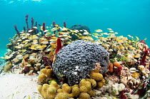 A school of Grunts (Haemulon chrysargyreum) among corals and sponges in a patch reef, Eleuthera, Bahamas.