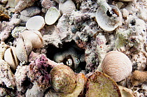 Common octopus (Octopus vulgaris) hiding in her den surrounded by empty shells, the remains of her meals. Eleuthera, Bahamas.