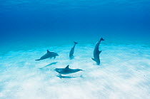 Bottlenose dolphins (Tursiops truncatus) use echo-location to find prey hiding just under the sand, Eleuthera, Bahamas.