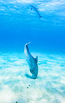 Bottlenose dolphin (Tursiops truncatus) use echo-location to find prey hiding just under the sand, Eleuthera, Bahamas.