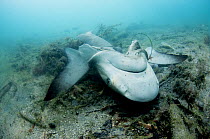 Dead Caribbean Reef Shark (Carcharhinus perezi) on the sea floor, killed by fishermen at a fish-cleaning dock and dumped for no apparent reason as the jaws, teeth and fins are still present, Bahamas,...