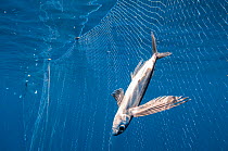 Flying fish (Exocoetidae) caught and drowned in a drift net off the coast of Sri Lanka.