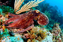 Common octopus (Octopus vulgaris) on a coral reef in The Bahamas. August.