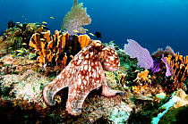 Common octopus (Octopus vulgaris) on a coral reef, The Bahamas. August.