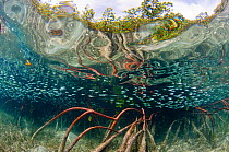 Red mangrove (Rhizophora mangle) habitat with shoal of Silversides (Atherinomorus lacunosus), Eleuthera, Bahamas. August.