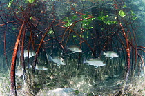 Grey snapper fish (Lutjanus griseus) hunting among Red mangrove (Rhizophora mangle) roots, Eleuthera, Bahamas. August.