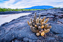 Lava Cactus (Brachycereus nesioticus) endemic pioneering species growing only on young lava flows, Fernandina Island, Galapagos, Ecuador. December 2019.