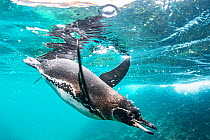 Galapagos penguin (Spheniscus mendiculus) hunting off Bartolome Islet, Santiago Island, Galapagos, Ecuador. December.