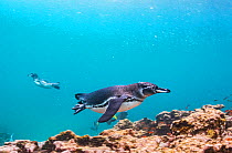 Galapagos penguin (Spheniscus mendiculus) hunting off Bartolome Islet, Santiago Island, Galapagos, Ecuador. December.