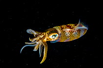 Caribbean reef squid (Sepioteuthis sepioidea) eating larval moray eel, Eleuthera, Bahamas.