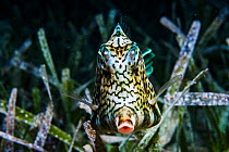 A Honeycomb cowfish (Acanthostracion polygonius) uses camouflage to blend into seagrass at night, Bahamas.