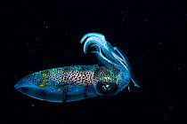 Caribbean reef squid (Sepioteuthis sepioidea) portrait at night, Eleuthera, Bahamas.