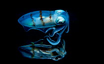Caribbean reef squid (Sepioteuthis sepioidea) portrait reflecting off the surface of the ocean at night, Eleuthera, Bahamas.