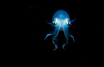 Caribbean reef squid (Sepioteuthis sepioidea) portrait at night, Eleuthera, Bahamas.