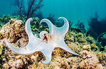 Common octopus (Octopus vulgaris) hunting on a reef off Eleuthera Island, Bahamas.