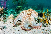 Common octopus (Octopus vulgaris) hunting on a reef off Eleuthera Island, Bahamas.
