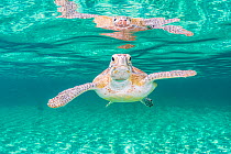 Green sea turtle (Chelonia mydas) near the surface in shallow water, Eleuthera, Bahamas.
