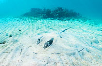 Southern stingray (Dasyatis americana) buried under the sand, Eleuthera Island, Bahamas.