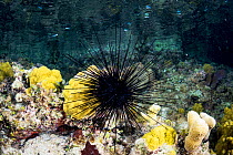 Caribbean Long-spined Sea Urchin (Diadema antillarum) at night in The Bahamas.