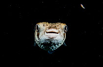Spotted porcupinefish (Diodon hystrix) at night in The Bahamas.