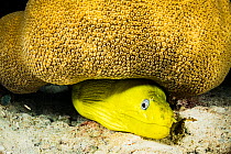 Green moray eel (Gymnothorax funebris) hiding under coral in The Bahamas.