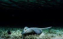A Southern stingray (Hypanus americanus) searching for food among seagrass beds at night in The Bahamas.