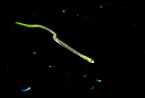 Larval Sharptail eel (Myrichthys breviceps) swimming at night in The Bahamas.