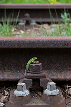 Sand lizard (Lacerta agilis) male on unused railway line, the Netherlands.