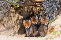 Red fox (Vulpes vulpes)  cubs age five weeks, at den in sand dunes, the Netherlands.
