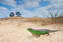 Sand lizard (Lacerta agilis) male in sand dunes, wide angle shot, the Netherlands.