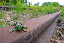 Sand lizard (Lacerta agilis) male on disused railway, wide angle view, the Netherlands.