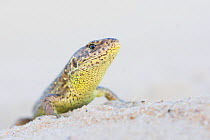 Sand lizard (Lacerta agilis) female, the Netherlands.