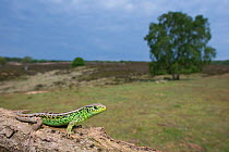 Sand lizard (Lacerta agilis) male, wide angle shot, the Netherlands.