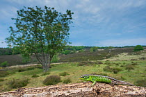 Sand lizard (Lacerta agilis) male, wide angle shot, the Netherlands.