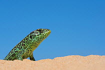 Sand lizard (Lacerta agilis) male, the Netherlands.