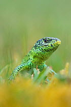 RF - Sand lizard (Lacerta agilis) the Netherlands. (This image may be licensed either as rights managed or royalty free.)